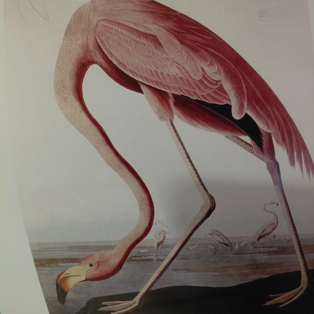 Elegant Pink Flamingo Bird Art Print
